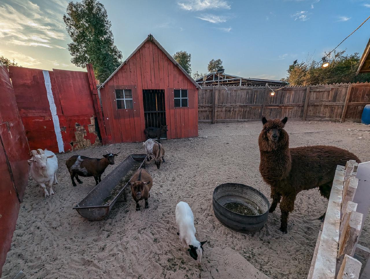 Alpacas and goats