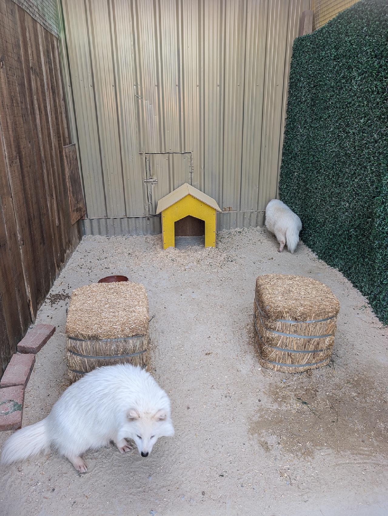 Arctic foxes