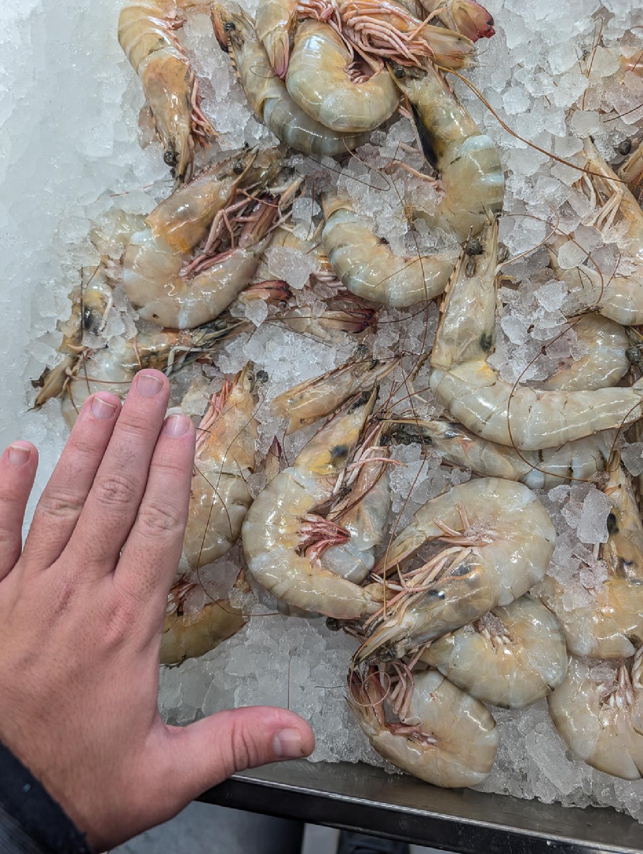 Big Shrimps!