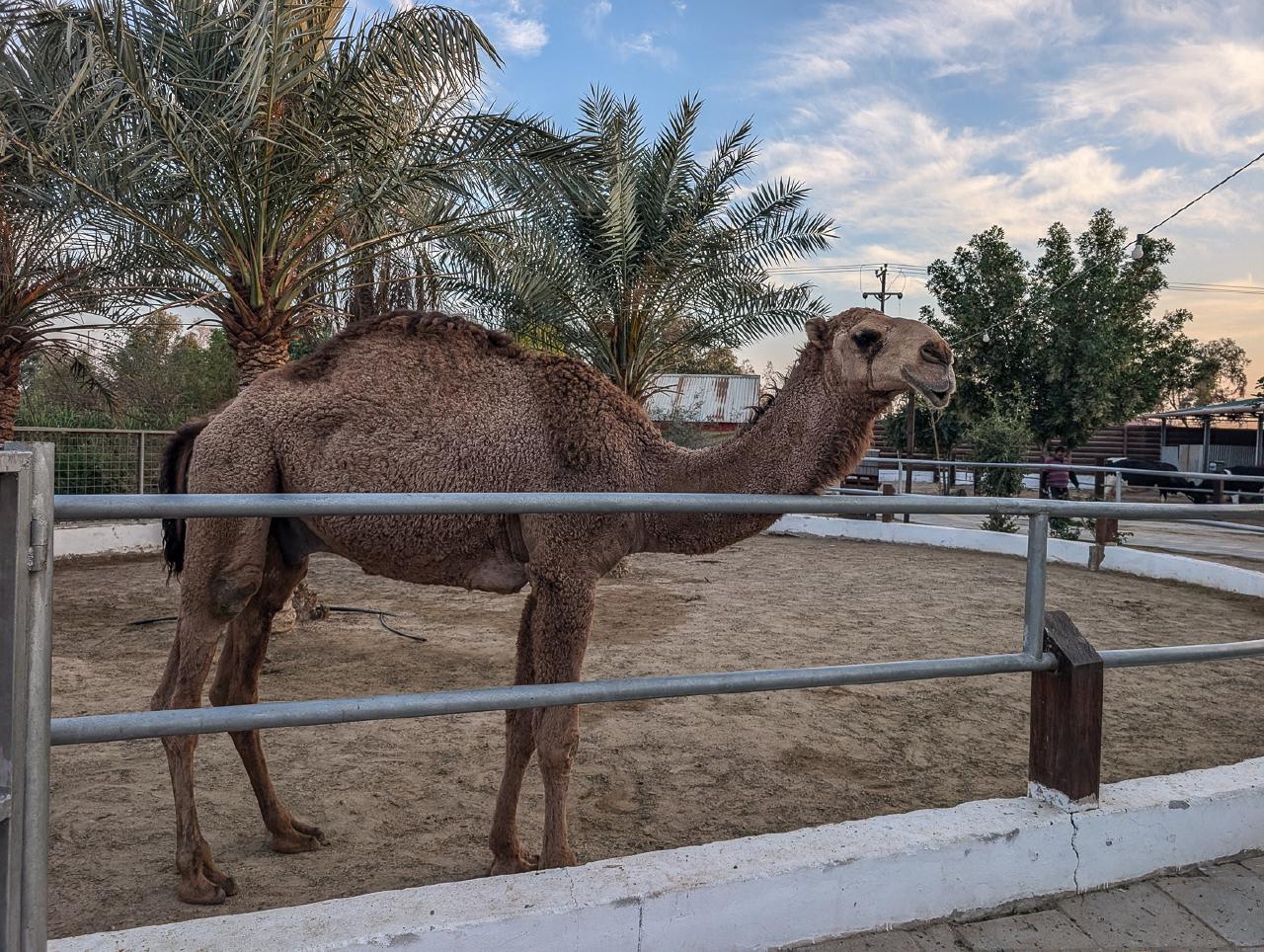 Camel turned away