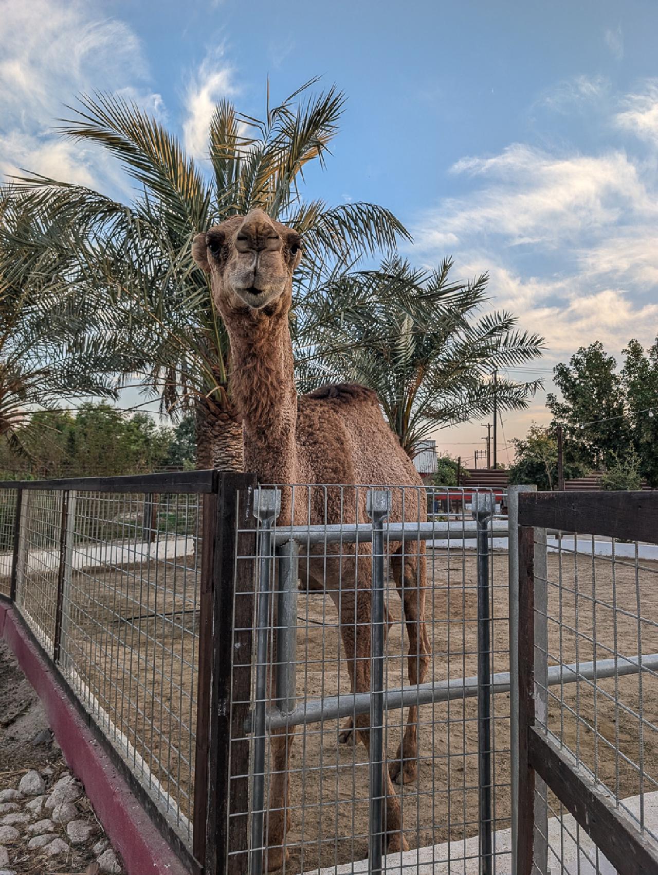 Camel