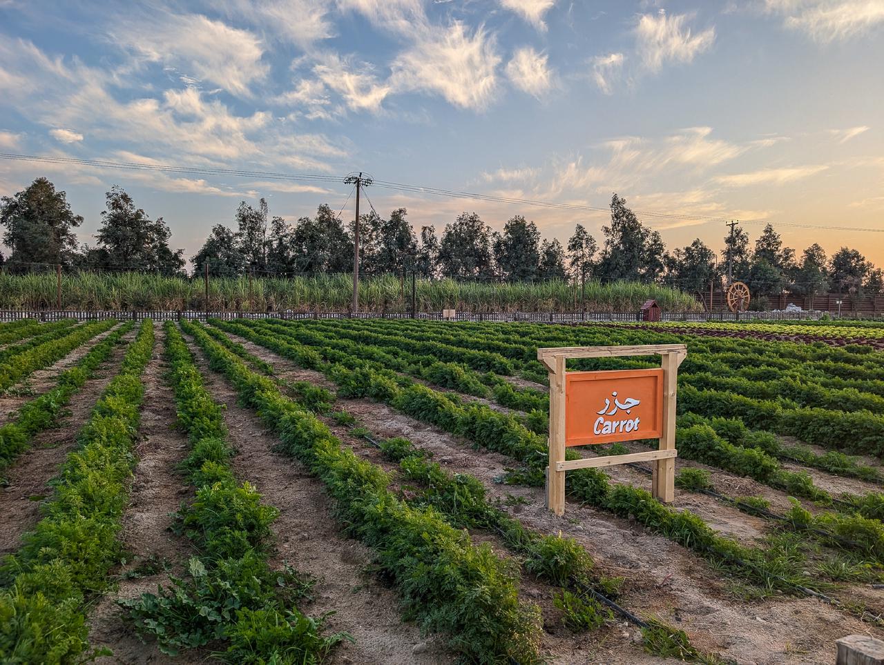 Carrot fields