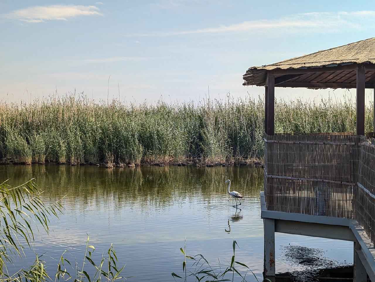 Flamingos and gazebo