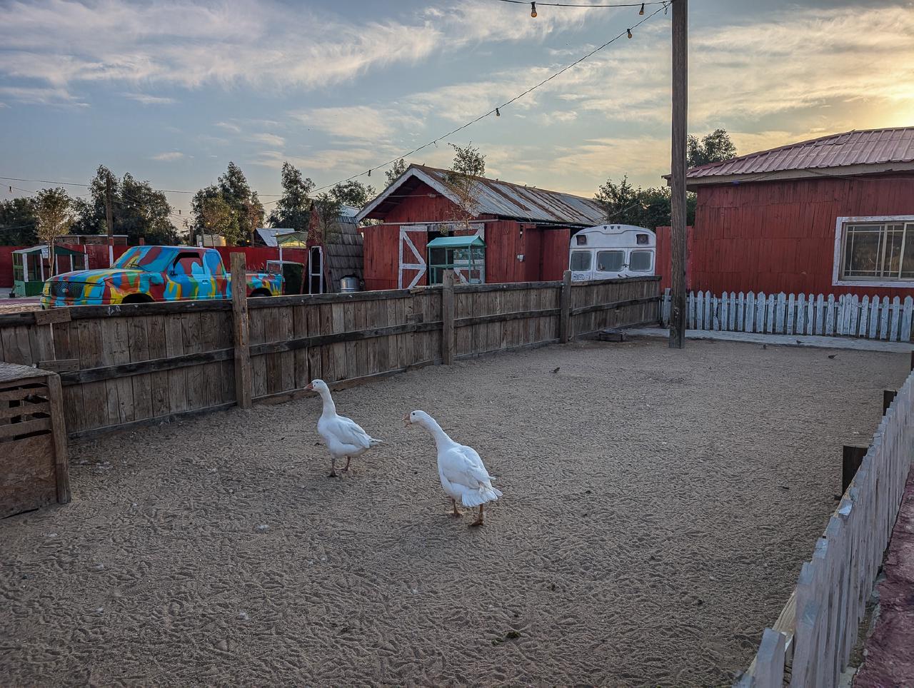 Geese