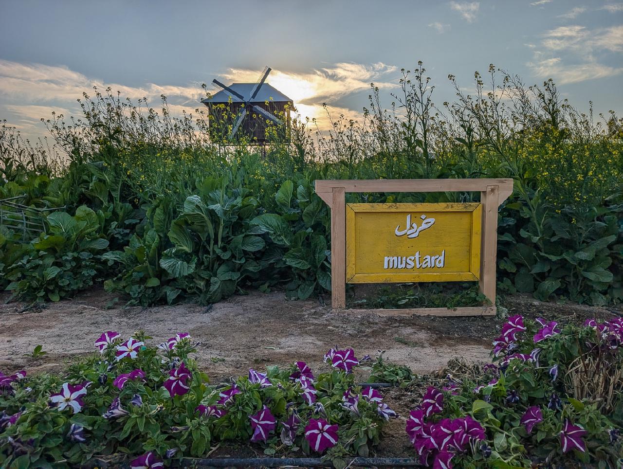 Mustard and sunset