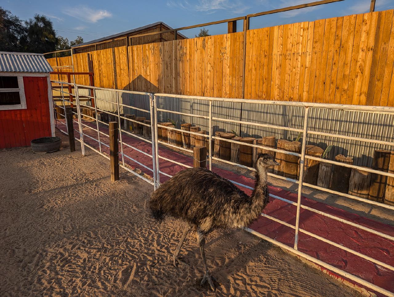 Ostriches
