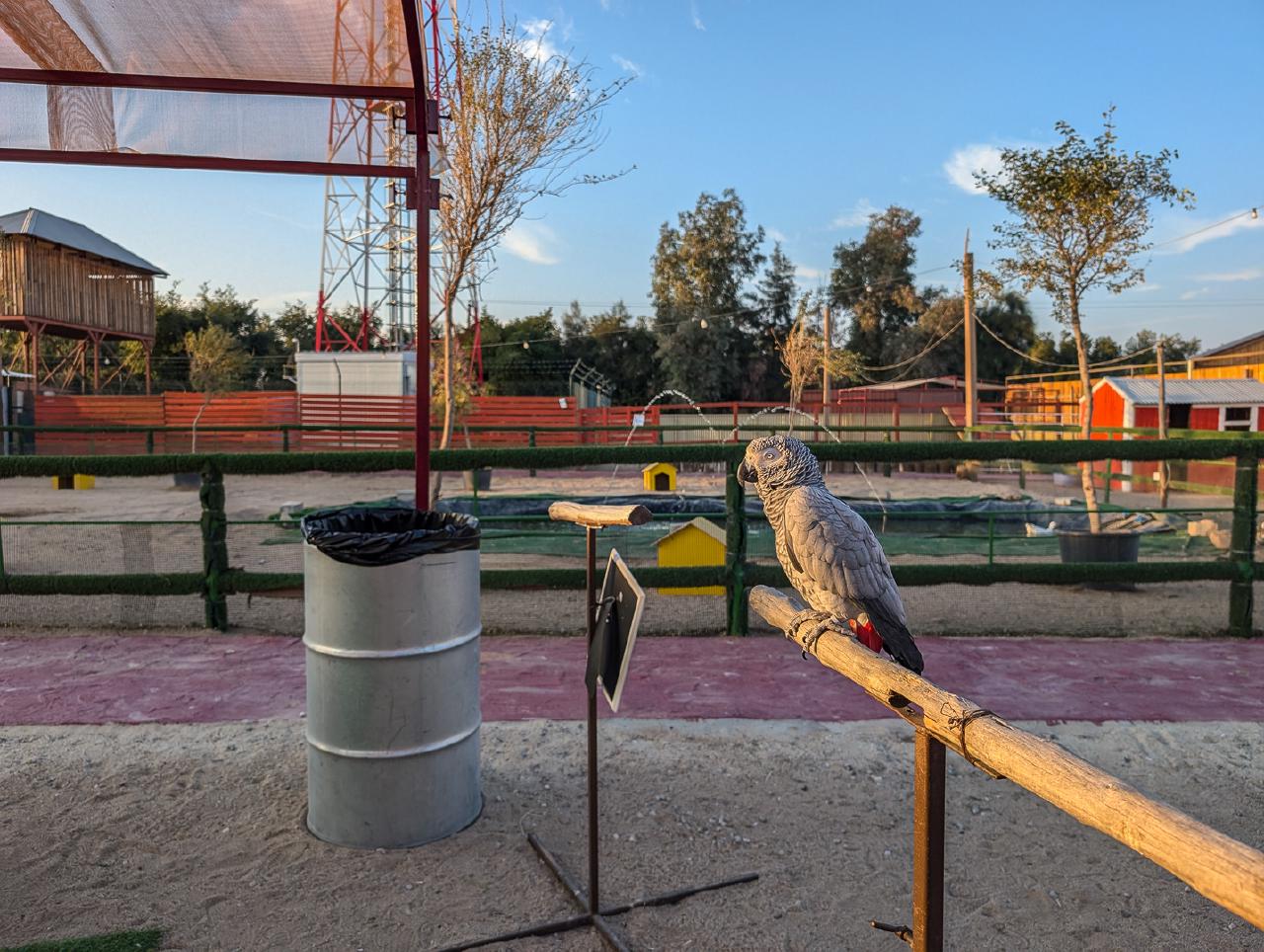 Parrot
