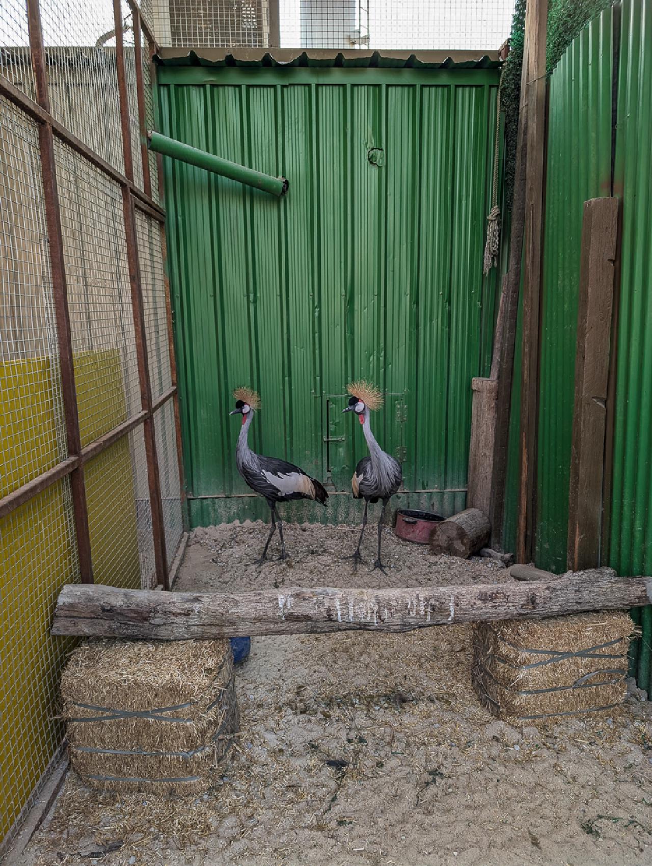 Peacocks (which are actually cranes, but the sign said 'Pavonina,' which I interpreted freely)