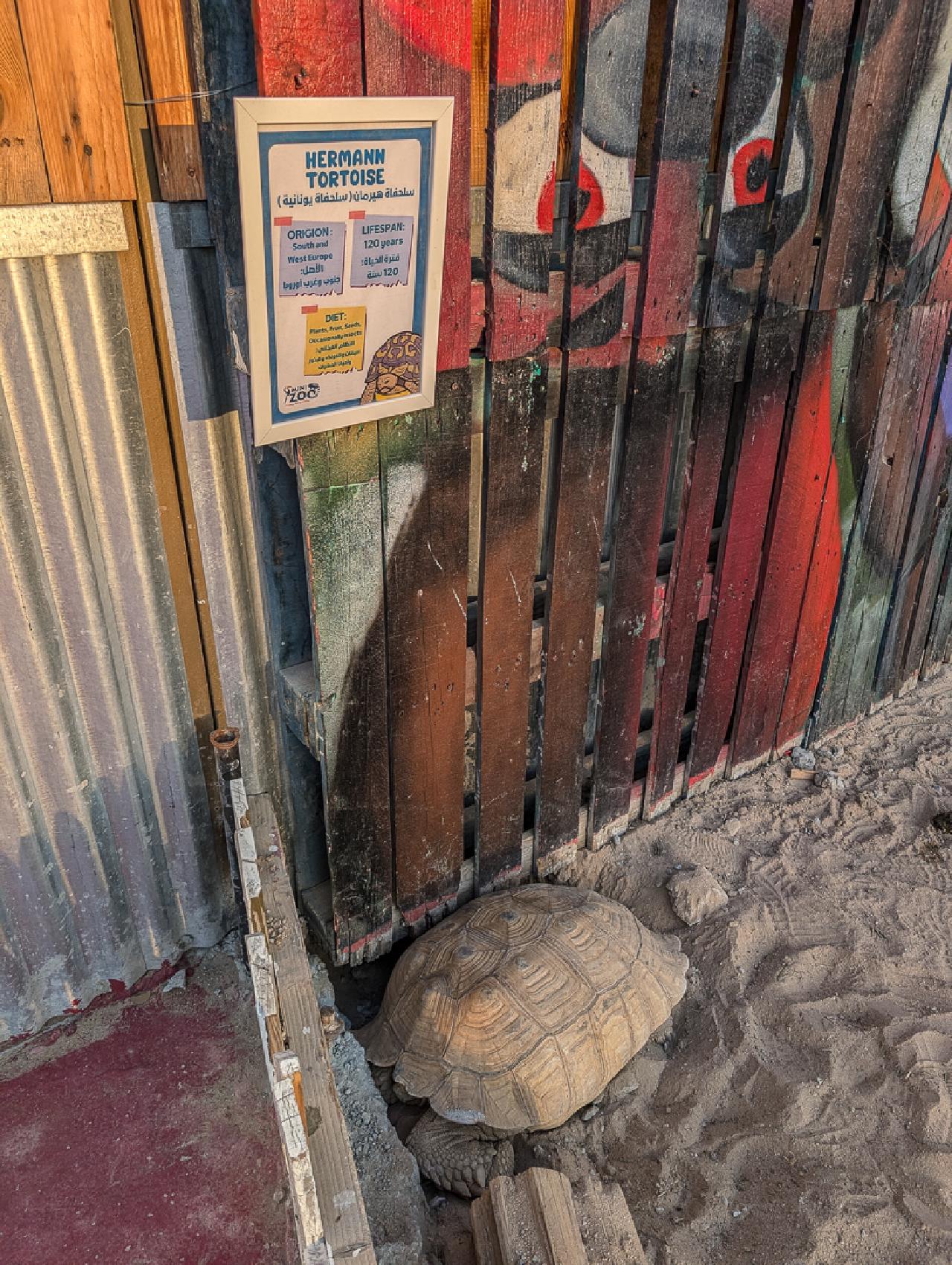 Turtles