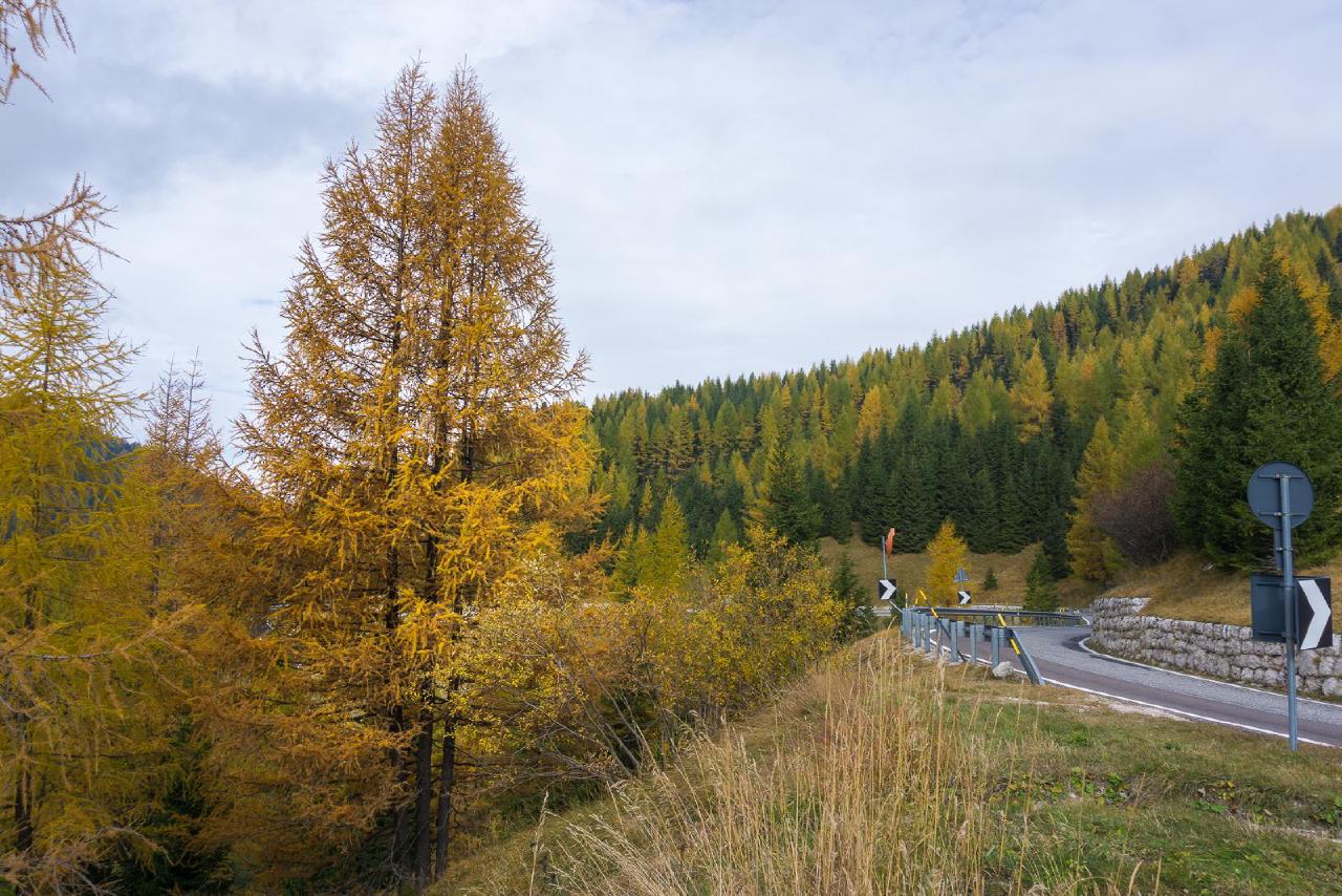Golden larch by the road / Golden tree next to the road, Italy Golden larch by the road / Golden tree next to the road, Italy