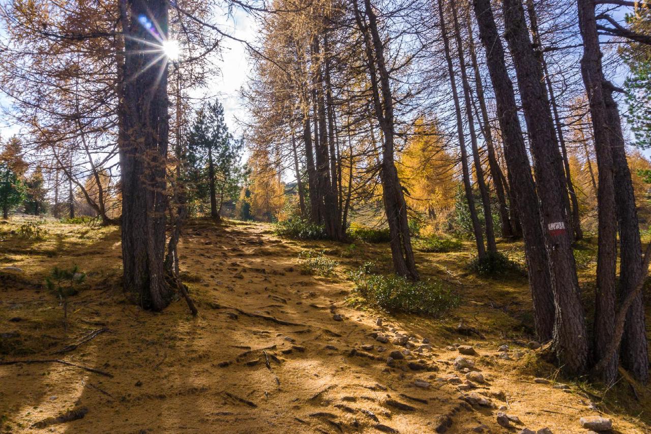 Лес по дороге к озеру Limides / HIking to Lago Limides, Italy Лес по дороге к озеру Limides / HIking to Lago Limides, Italy