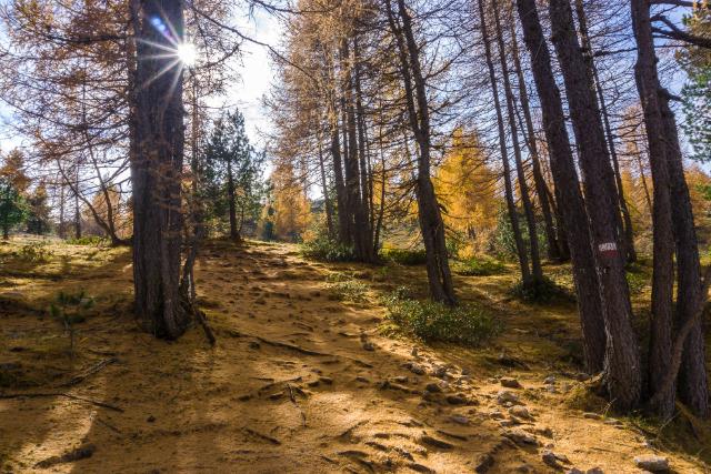 Лес по дороге к озеру Limides / HIking to Lago Limides, Italy