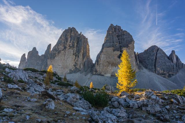 Утреннее дерево, залитое светом / Tree at sunrise, Italy