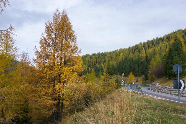 Золотая лиственница у дороги / Golden tree next to the road, Italy