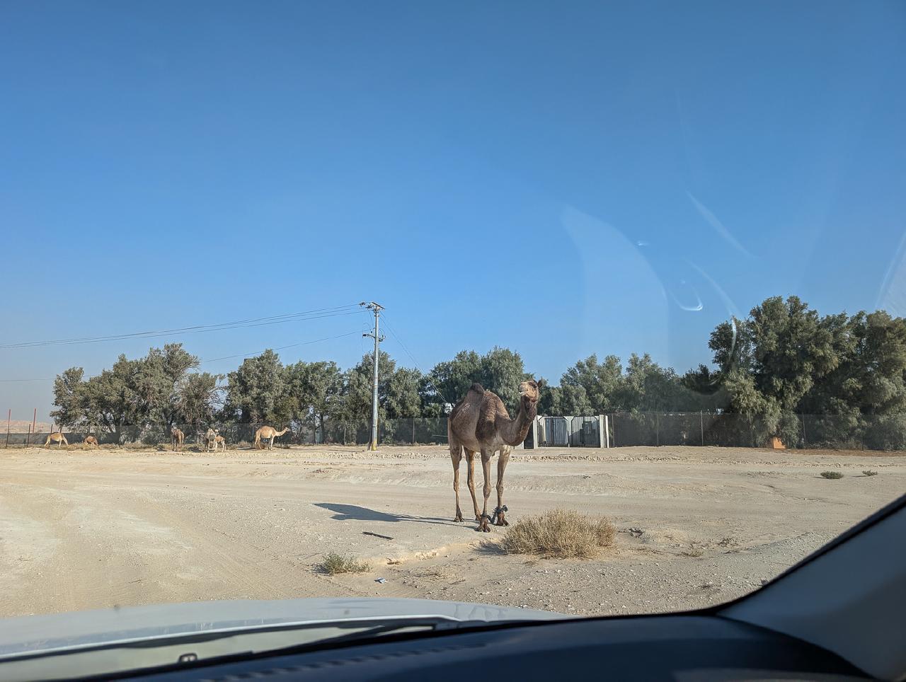 Camel Camel