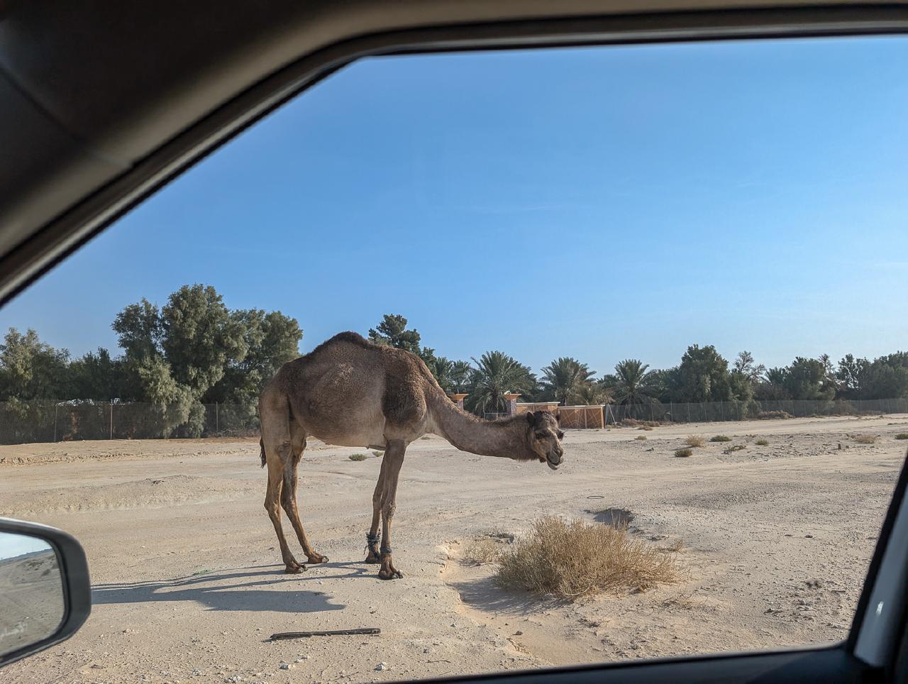 Chewing Camel Chewing Camel