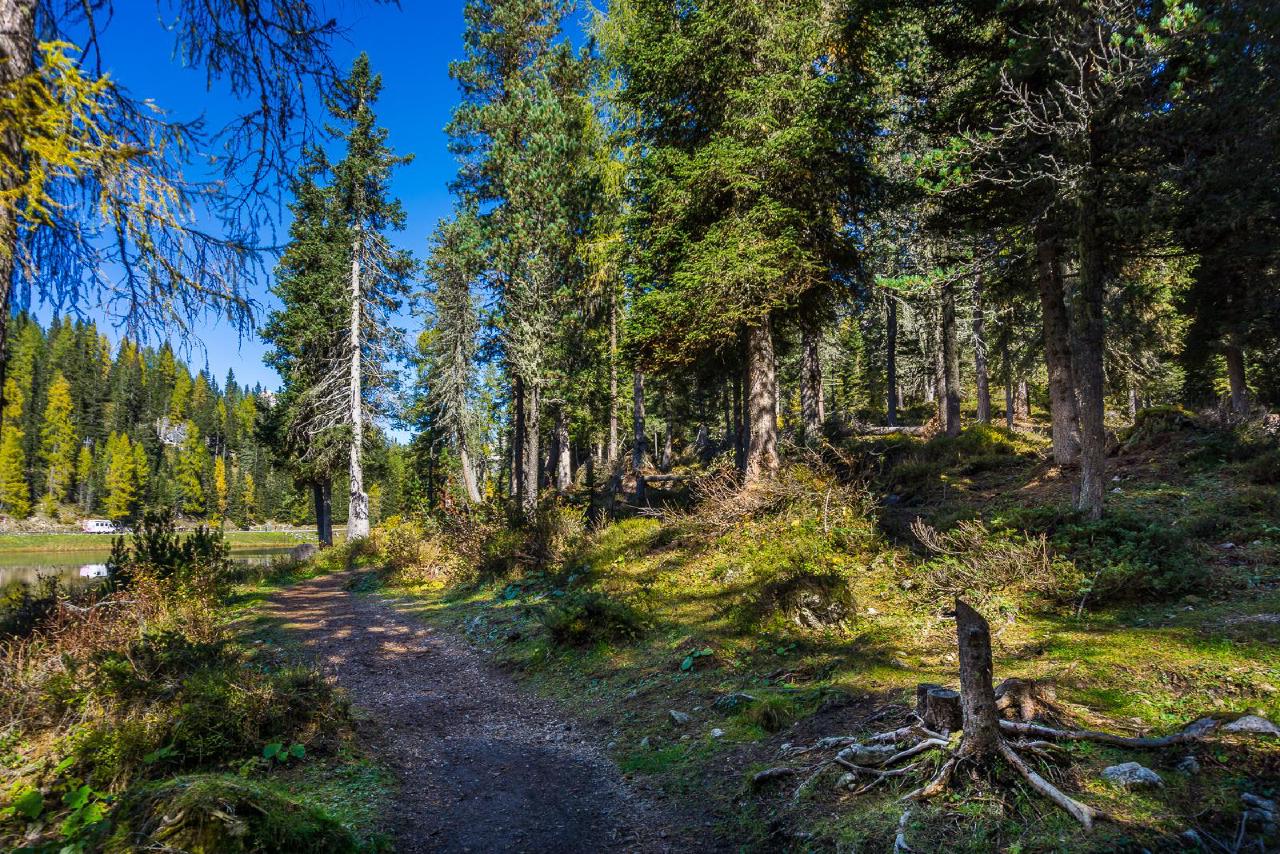 Forest at Lake Antorno Forest at Lake Antorno