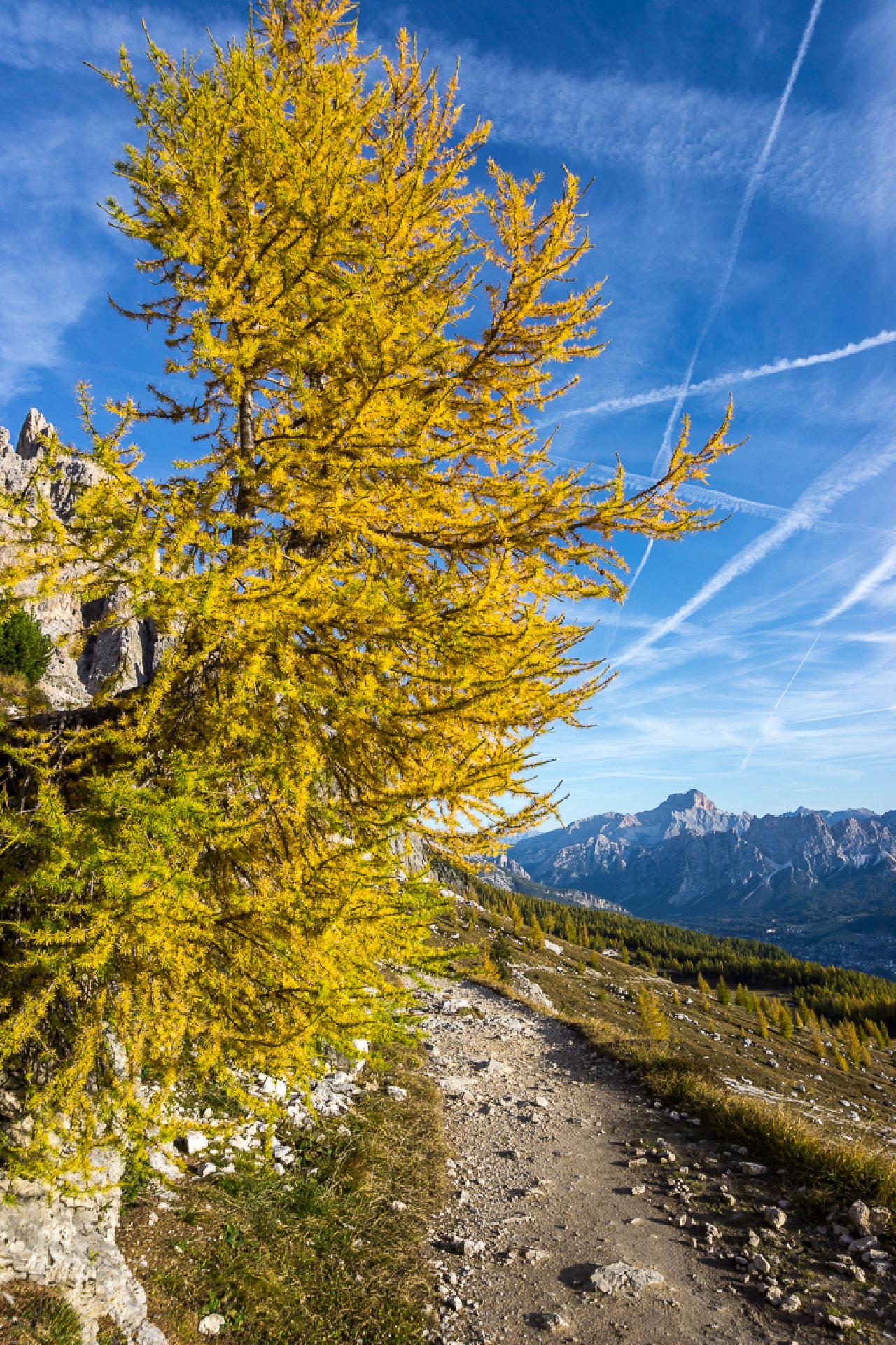 Golden fir tree / On the way to Lago Federa, Italy Golden fir tree / On the way to Lago Federa, Italy