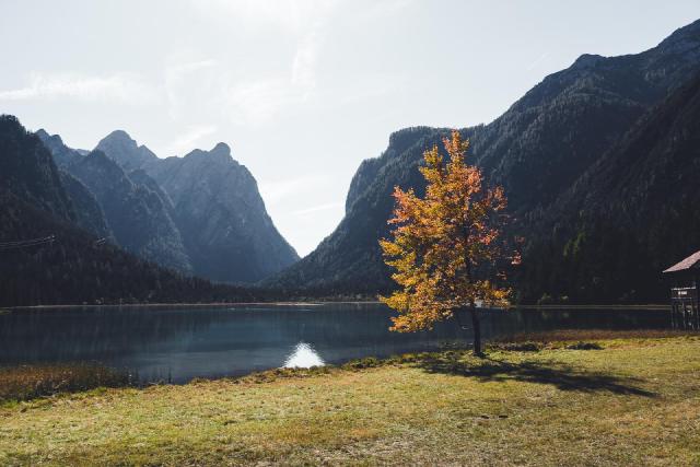 Одинокое осеннее дерево / Toblacher See, Italy