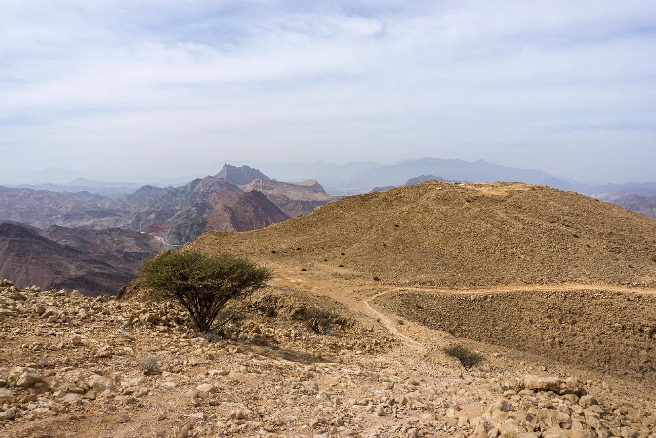 Горы / Tree on top of Saal Steps, Oman Горы / Tree on top of Saal Steps, Oman